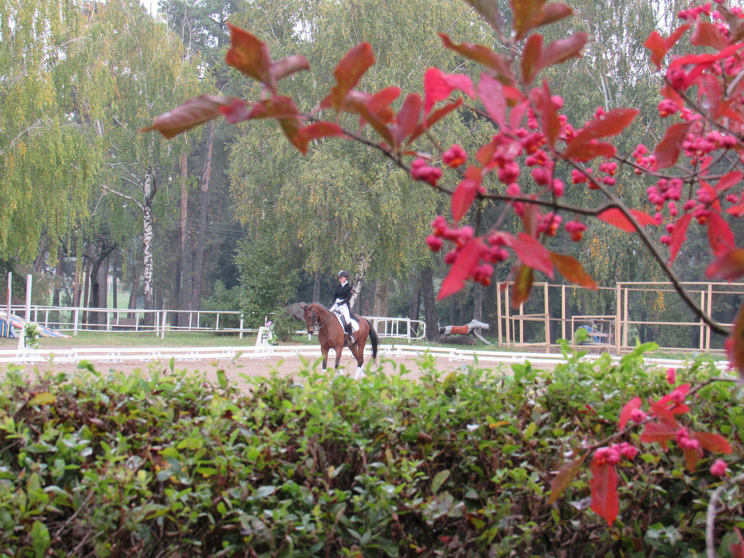 Итоги открытого первенства Гомельской области по конному спорту (выездка) 28-30 сентября
